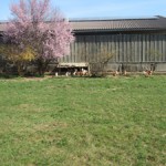 Huhn_10