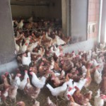 Huhn_11