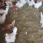 Huhn_2