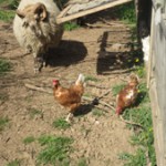 Huhn_3