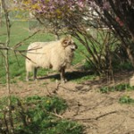 Huhn_4