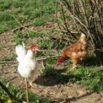 Huhn_5