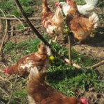 Huhn_6