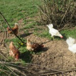 Huhn_7